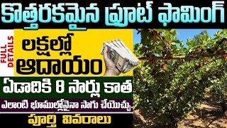 కోట్లు కురిపించే సరికొత్త ఫామింగ్  Mulberry Fruit Farming Business In Telugu  moneyfactorytelugu [upl. by Obe]