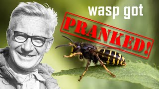 Ethologist Niko Tinbergen Pranked A Wasp for Science [upl. by Disini]