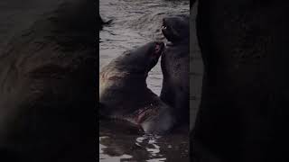 Seals in the Aleutian Islands alaska [upl. by Ingvar]