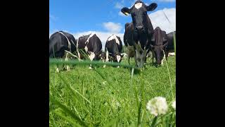 The opportunities for dairy farmers to improve their environmental footprint [upl. by Yerffe]