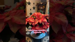 How to overwinter poinsettias to rebloom next year shorts [upl. by Swanhildas]