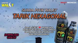 Download Gratis Suara Piyik Walet Tarik Hexagonal Tarikannya paling josss [upl. by Enehpets]