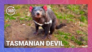 Screaming Symphony Tasmanian Devil Harmony VR 360 [upl. by Herates]