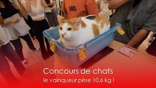 Concours de chats  RTI [upl. by Sarge]