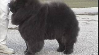 The Chow Chows Stilted Gait [upl. by Lezirg]