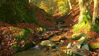 Trickling Water Flowing through the Forest 1 HOUR [upl. by Antonin627]