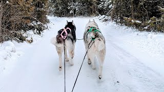 Can Two Huskies Pull One Dog Sled shorts [upl. by Nonarb]