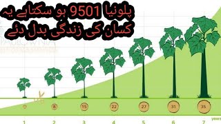 paulownia 9501 growth in pakistan [upl. by Akinnor482]