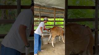 Pemeriksaan kebuntingan pada sapi dara cow [upl. by Eniowtna]