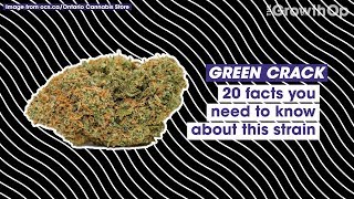 20 facts you need to know about Green Crack  Strain Facts [upl. by Liakim]