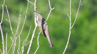 Rare to hear Yellowbilled Cuckoo big bird calling by WillCFish Tips and Tricks [upl. by Quentin819]