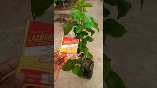 mealybugs treatment Hibiscus plant care tips [upl. by Arvie]