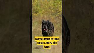 700 PSI Bite Force The Raw Power of the Cane Corso dogbreedcanecorso biteforce [upl. by Yttel]