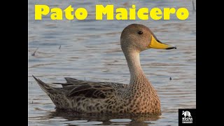 Pato Maicero Anas georgica Rocha Uruguay [upl. by Eenitsed]