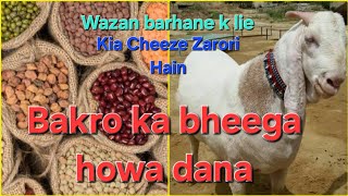 Bakro ka bheega howa Dana  wazan barhane k lie kia chize zarori hain [upl. by Northrup]