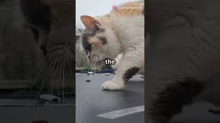 Mrtibbles vs tv remote comedy cat humour shorts [upl. by Nastassia]