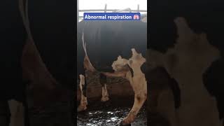 Abnormal respiration theveterinarian cow dairyfarming [upl. by Irihs310]