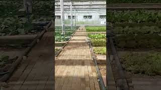 Multi span intelligent glass greenhouse vegetable growing venlo type greenhouse with hydroponic sys [upl. by Mauretta34]