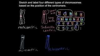 What different types of chromosomes exist [upl. by Einaej61]