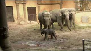 Elefantenbaby Geburt  Elephant Baby Birth [upl. by Yhtuv666]