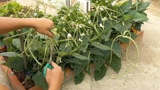 Growing long beans without a trellis Growing long beans without a garden [upl. by Orpheus]