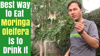 How to Make Moringa Powder  Super Healthy  Tree of Life [upl. by Shapiro]