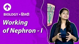 Working of NephronI  Hindi  Excretory System  Biology  Class 10 [upl. by Nehtan]