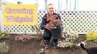 How to grow and care for Weigela bushes [upl. by Dlonyer]