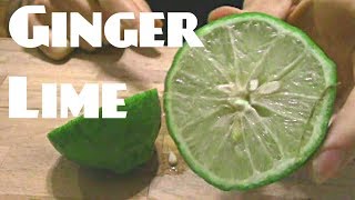 Shatkora Ginger Lime Citrus macroptera  Weird Fruit Explorer Ep 267 [upl. by Eirovi]