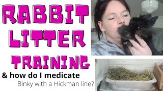 how to house train your rabbit how we did itamp how I medicate Binky with a hickman line [upl. by Stromberg]