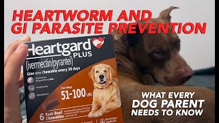 Understanding Heartworm and GI Parasite Prevention in Dogs What Every Dog Parent Needs to Know [upl. by Yerffoeg]