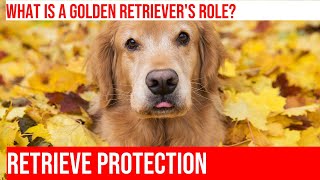 Golden Retriever Protection Instincts Explained [upl. by Tolman]