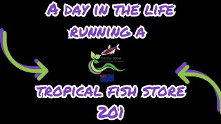 A day in the life owning a tropical fish shop episode 201 [upl. by Ermin]