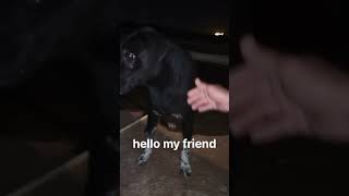 My friend dog animals dogfood [upl. by Naesed]