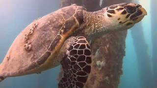 Snorkeling in Vieques with Crystal Clear [upl. by Dielu319]