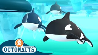 Octonauts  The Arctic Orcas  Full Episode 43  Cartoons for Kids  Underwater Sea Education [upl. by Bozovich293]