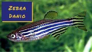 Zebra Danio  Profile and Care Guide [upl. by Lalat]