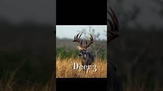 Which deer are you taking Pt 3 fyp deerhunting jesus wildlife shorts viralvideo hunting [upl. by Yretsym492]