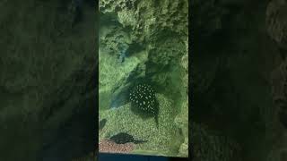 aquarium oceanarium nature stingray youtubeshorts entertainment [upl. by Nye]