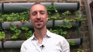 Feeding Your Plants for Free  How to Make Fertilizer for Your Vegetable Garden [upl. by Monto]