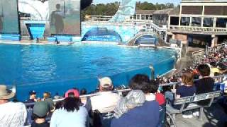 Shamu and friends eat pelican during quotBelievequot show at SeaWorld San Diego CA Feb2010 [upl. by Teews]