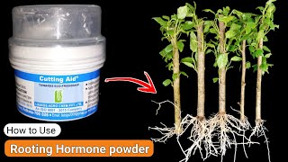 HOW TO USE ROOTING HORMONE POWDER  How to grow cuttings  Hibiscus air layering [upl. by Porte]