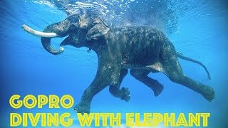 GoPro Swimming Elephant Underwater HD [upl. by Oisacin]