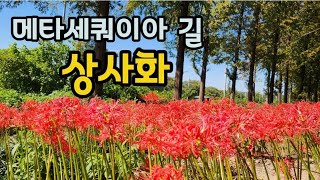 메타세쿼이아길 꽃무룻상사화하늘공원 시인의거리 가는길 월드컵경기장역 1번출구 도보 10분거리 [upl. by Niliram425]