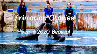 Animation des secrets du spectacle des otaries Hiver 2020 Zoo de Beauval [upl. by Efinnej]