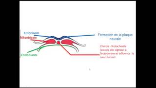 FMPM MOOCs  Quatrème semaine du développement embryonnaire  Pr A Fakhri [upl. by Aissatsana91]