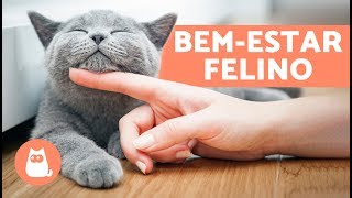 Como fazer um GATO FELIZ em 10 atitudes [upl. by Raimundo689]