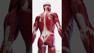 Dive Deep into the Backs Core Exploring Deep Muscles [upl. by Ferd]