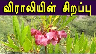 dodonaea viscosa விராலியின் மருத்துவம் viraali medicine [upl. by Rehctaht]