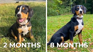 Watch this Adorable Entlebucher Mountain Dog Puppy Transform Before Your Eyes [upl. by Verge626]